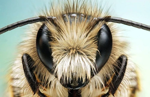 Hiểu sâu về ảnh Macro