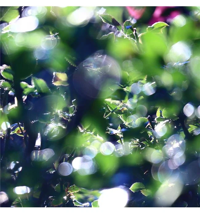 Kỹ thuật chụp nhiều lớp bokeh với ống kính tele