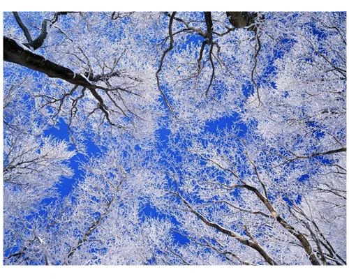 Thiên nhiên tươi đẹp từ máy ảnh Nikon