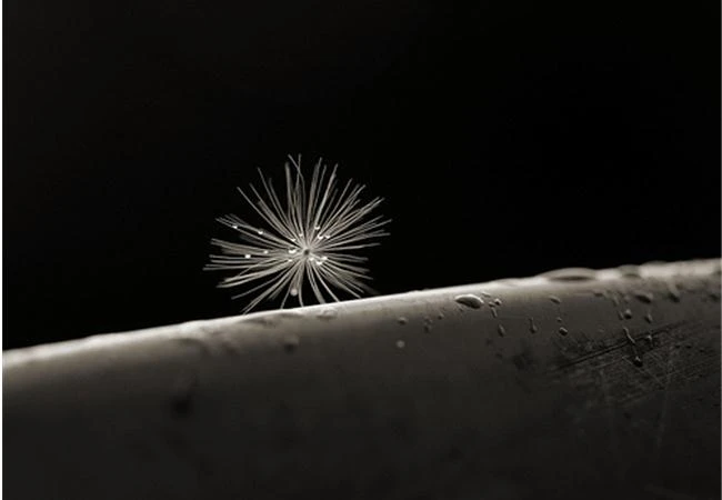 Làm chủ thể loại chụp ảnh đen trắng