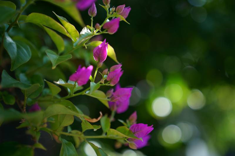 Ống Kính Sigma 65mm F2 DG DN Comtemporary Cho E Mount
