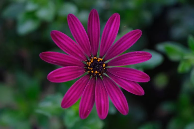 Ống Kính Fujifilm XF 16-80mm F/4 R OIS WR